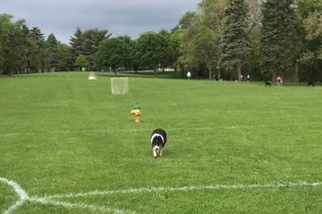 Off-Leash Dog Area at Memorial Park photo 1